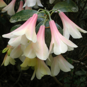 Rhododendron 'Crosswater Belle' 