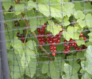 netting redcurrants