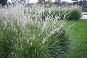 Pennisetum 'Fairy Tails' in autumn as the flowers fade in colour