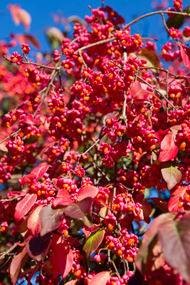Euonymus europaeus 'Brilliant' by Firgrove Photographic